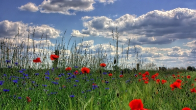 Flowers in spring